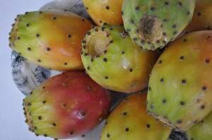 Кактус їстівний - Opuntia ficus-indica, Опунція інжирна, Опунція індійська Кактус їстівний - Opuntia ficus-indica, Опунція інжирна, Опунція індійська