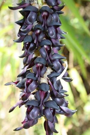 Мукуна пекуча - Mucuna Pruriens Мукуна пекуча - Mucuna Pruriens