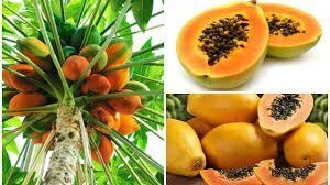 Каріка папайя - Carica papaya, динне дерево Каріка папайя - Carica papaya, динне дерево