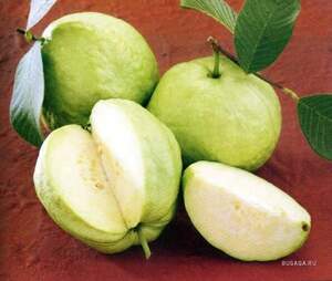 Псидіум Гуайава - Psidium guajava - Жовта гуава Псидіум Гуайава - Psidium guajava - Жовта гуава