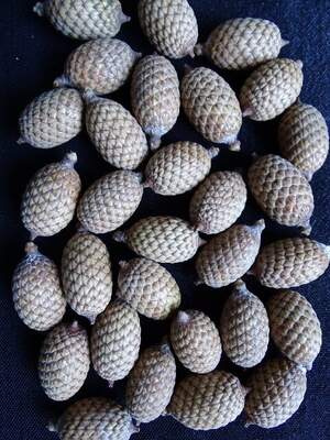 Ротанг - Каламус - Calamus palustris Ротанг - Каламус - Calamus palustris
