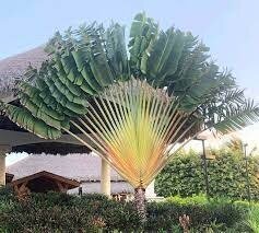 Дерево мандрівників - Пальма мандрівників- Равенала мадагаскарська - Ravenala madagascariensis Дерево мандрівників - Пальма мандрівників- Равенала мадагаскарська - Ravenala madagascariensis