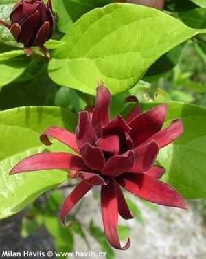 Калікантус квітучий - східний солодкий чагарник- Calycanthus floridus Калікантус квітучий - східний солодкий чагарник- Calycanthus floridus