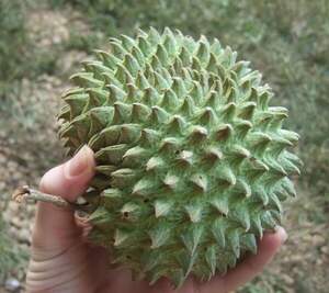 Аннона пурпурна, сонсойя, Сонкойя - Annona purpurea Аннона пурпурна, сонсойя, Сонкойя - Annona purpurea