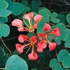 Баугінія настурцієва, Red Orchid Tree, Орхідейне дерево, Баухінія. Баугінія настурцієва, Red Orchid Tree, Орхідейне дерево, Баухінія.