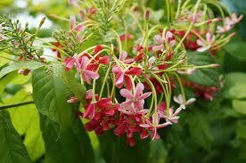 Квіскваліс індійський - Combretum indicum Rangoon creepe Квіскваліс індійський - Combretum indicum Rangoon creepe