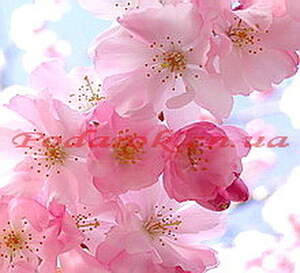 Отдушка "Цветы сакуры"