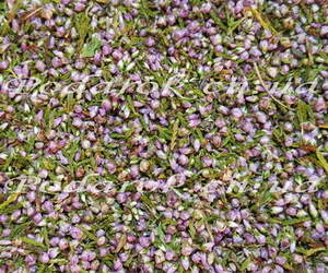 Сухоцвет - Вереса