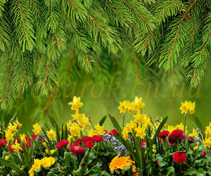 Отдушка "Хвоя и лесные цветы"