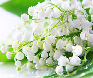 Отдушка "Ландыш махровый"