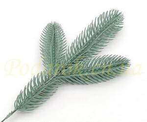 Веточка голубой ели Веточка голубой ели