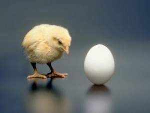 Мук-Я, мытье яиц птицы на предприятиях пищевой промышленности, общественного питания