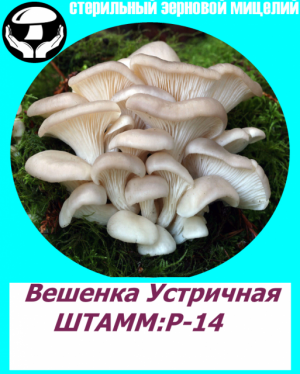 Мицелий вешенки НК-35,А-8,P-14,М-5,КЧ(Китай) Мицелий вешенки НК-35,А-8,P-14,М-5,КЧ(Китай)