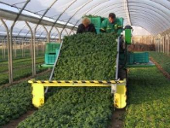 Машины для уборки капусты, салата и зеленных культур