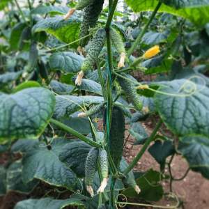 Огурец Страж F1 500 семян. (Yuksel Seeds) Огурец Страж F1 500 семян. (Yuksel Seeds)
