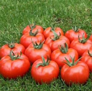 Помидоры Мармара F1 1000 семян. (Yuksel Seeds) Помидоры Мармара F1 1000 семян. (Yuksel Seeds)