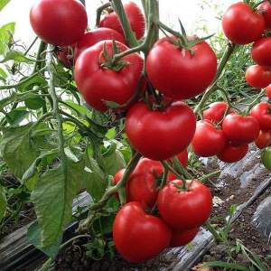 Помидоры Леда F1 500 семян. (Yuksel Seeds) Помидоры Леда F1 500 семян. (Yuksel Seeds)