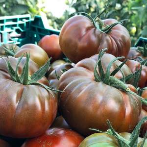 Помидоры Браун Кой F1 500 семян. (Yuksel Seeds) Помидоры Браун Кой F1 500 семян. (Yuksel Seeds)