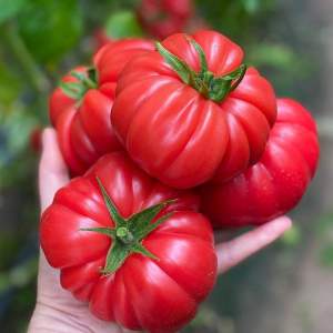 Помидоры Пинк Кой F1 100 семян. (Yuksel Seeds) Помидоры Пинк Кой F1 100 семян. (Yuksel Seeds)