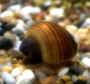 Ампулярия коричневая полосатая