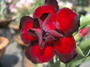 Rose 3 шт