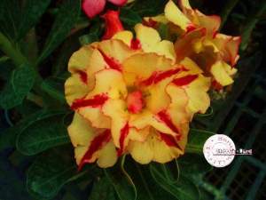 Triple Flower 37(Ко) 3шт